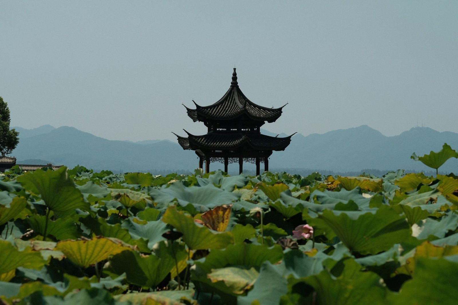 A dark multi-tiered pavilion rises behind a field of large lotus leaves, with hazy hills on the horizon