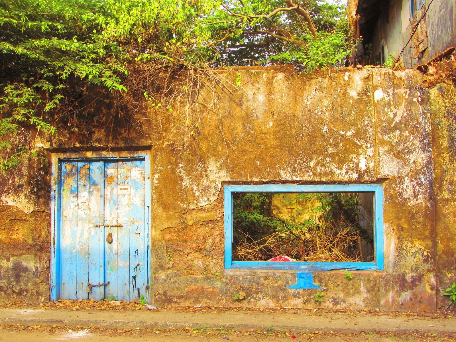 A peeling blue wooden door and an empty blue window frame are set in a stained yellow wall overgrown with plants