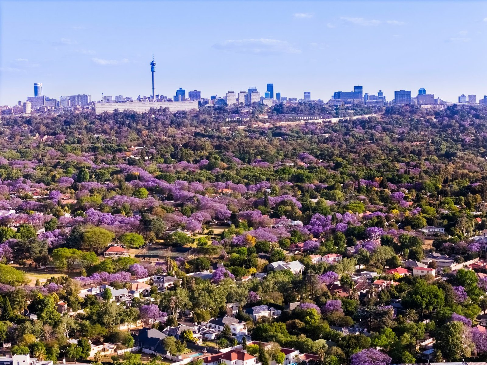 Purple flowering trees fill a leafy suburb, with a city skyline along the horizon